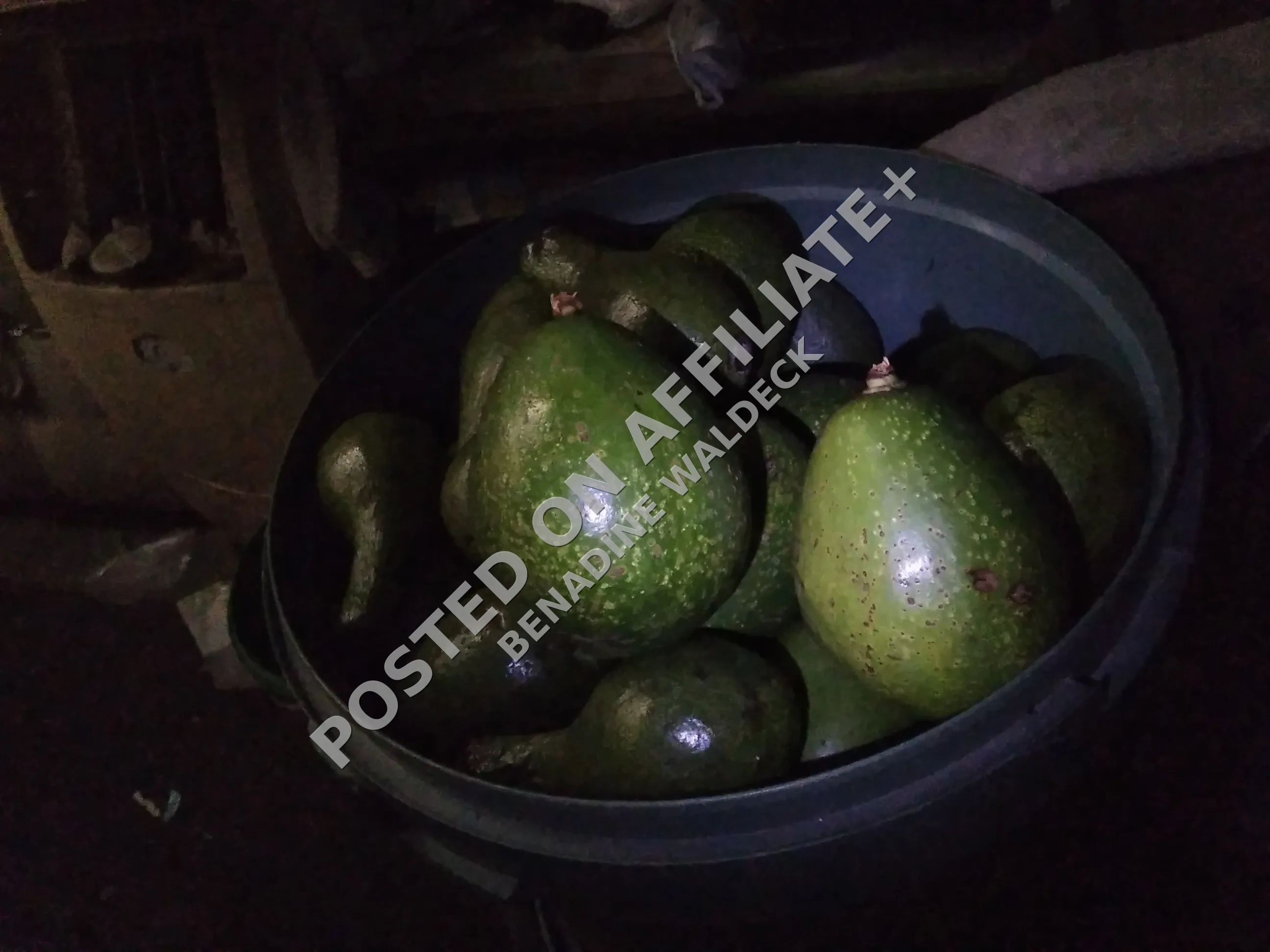 Burney avocados
